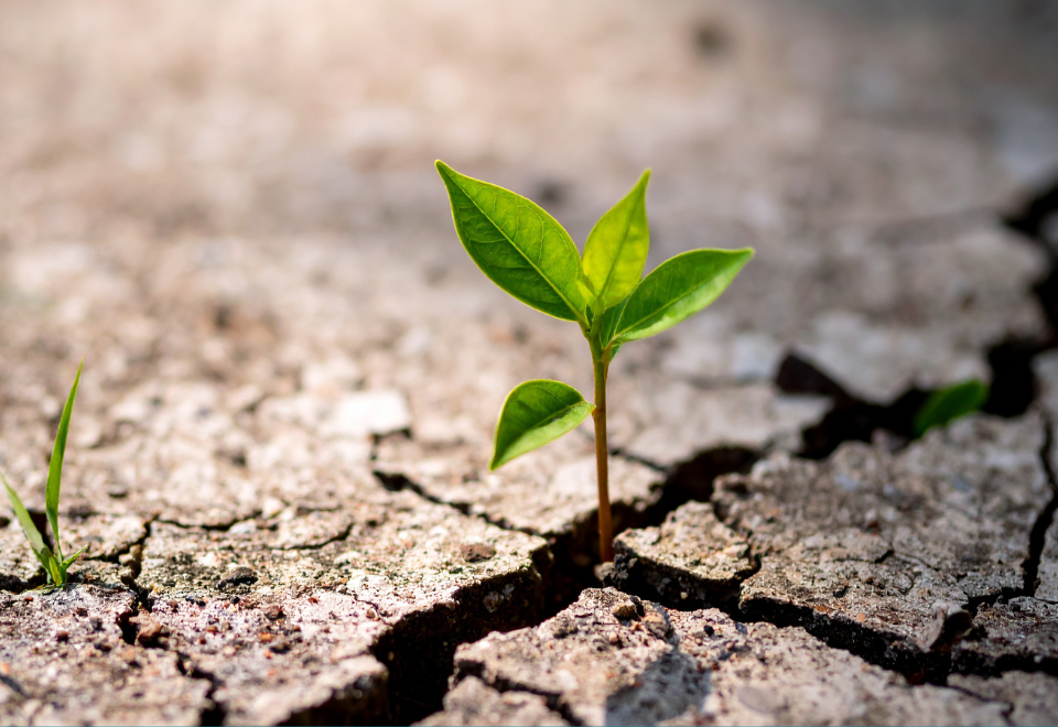Risk Management | Stress Test Your Business | GBQ Partners